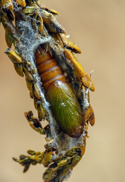 Metamorphose